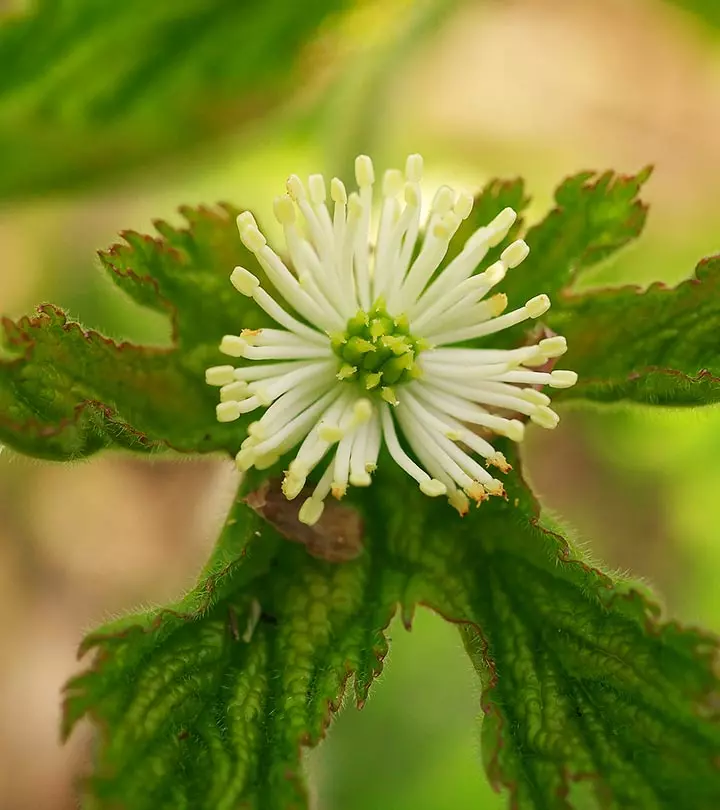 12 Amazing Benefits Of Goldenseal For Skin, Hair And Health