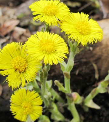 7 Amazing Benefits Of Coltsfoot For Skin, Hair And Health