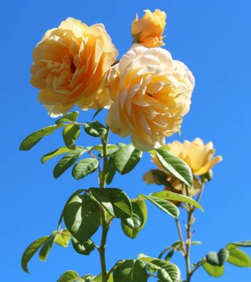 Gorgeous, fragrant, and vibrant roses can light up your beautiful garden and home.