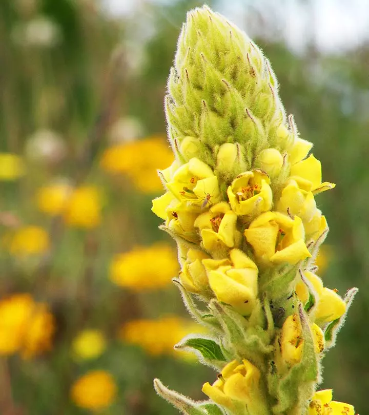 6 Amazing Benefits Of Mullein For Skin, Hair And Health_image