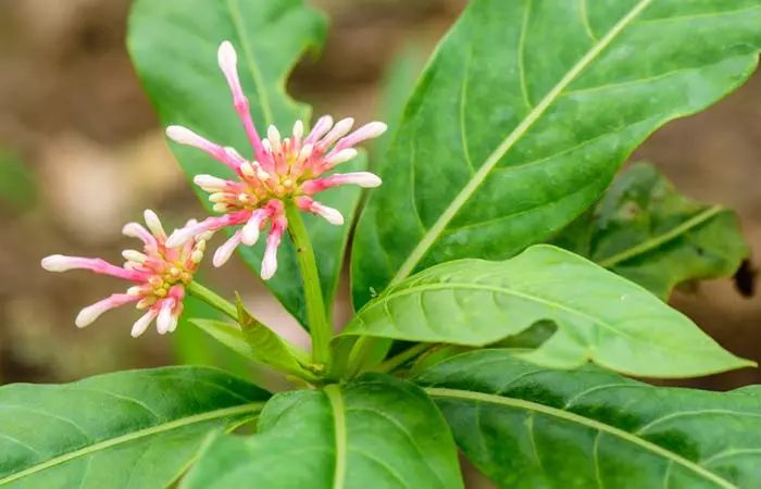 9. Indian Snakeroot