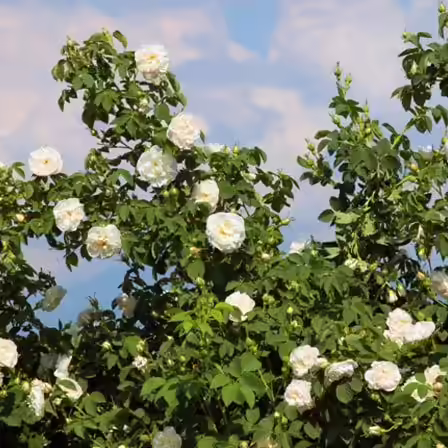 Alba is one of the top beautiful rose flowers Alba is one of the top beautiful rose flowers