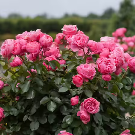 Bourbon is one of the top beautiful rose flowers Bourbon is one of the top beautiful rose flowers