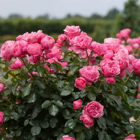 Bourbon is one of the top beautiful rose flowers