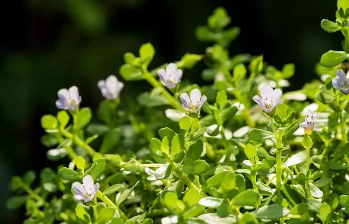 Brahmi