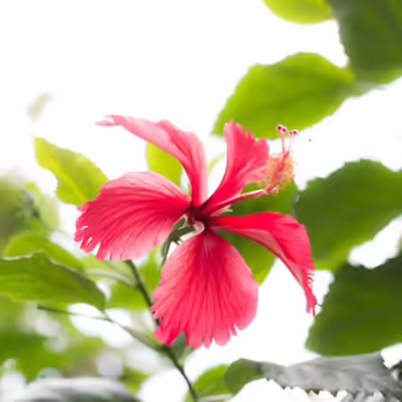 China rose is one of the top beautiful rose flowers China rose is one of the top beautiful rose flowers