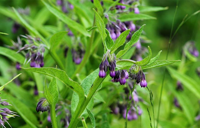 Comfrey In Detail