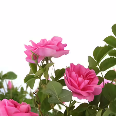 Damask is one of the top beautiful rose flowers Damask is one of the top beautiful rose flowers