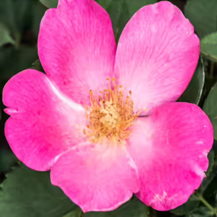 Eglanteria is one of the top beautiful rose flowers Eglanteria is one of the top beautiful rose flowers