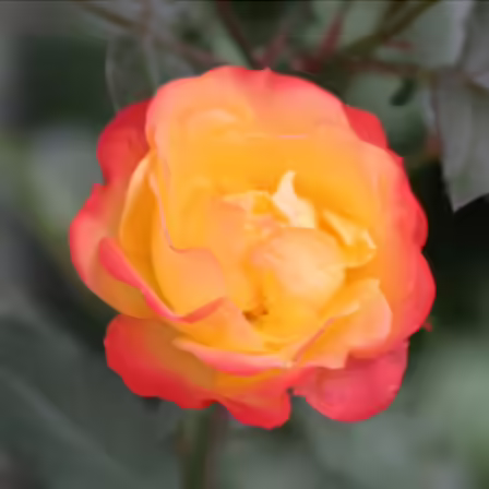 Floribunda is one of the top beautiful rose flowers Floribunda is one of the top beautiful rose flowers