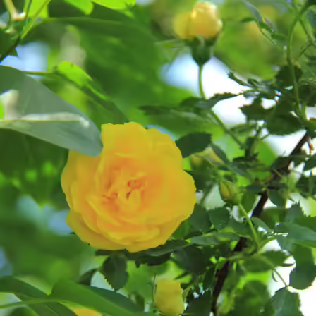Foetida is one of the top beautiful rose flowers Foetida is one of the top beautiful rose flowers