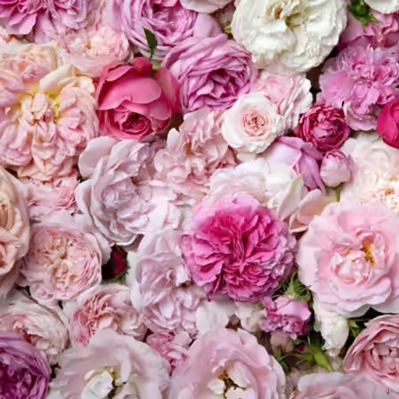 Gallica is one of the top beautiful rose flowers Gallica is one of the top beautiful rose flowers