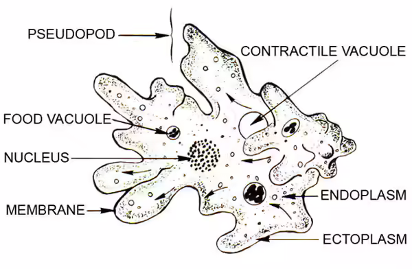 Heterotrophic Nutrition - holozoic nutrition Heterotrophic Nutrition