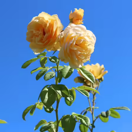 Hybrid tea is one of the top beautiful rose flowers Hybrid tea is one of the top beautiful rose flowers