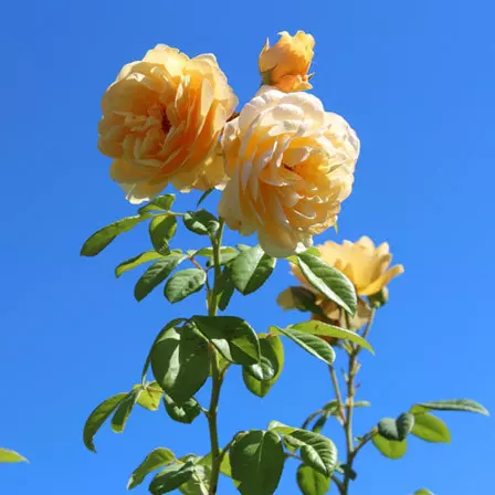 Hybrid tea is one of the top beautiful rose flowers