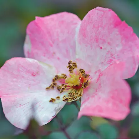 Meidiland is one of the top beautiful rose flowers