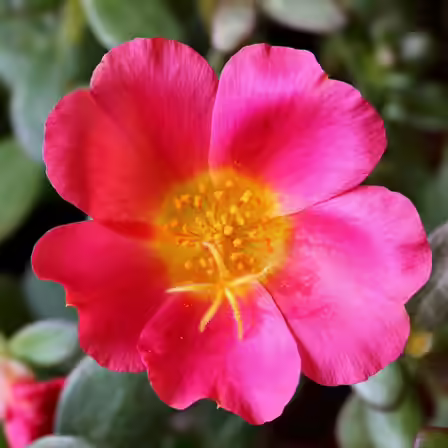 Moss is one of the top beautiful rose flowers Moss is one of the top beautiful rose flowers