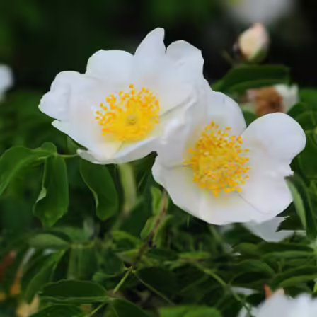 Multiflora is one of the top beautiful rose flowers Multiflora is one of the top beautiful rose flowers