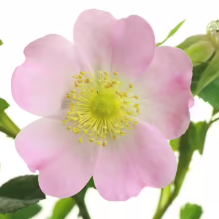 Musk is one of the top beautiful rose flowers Musk is one of the top beautiful rose flowers