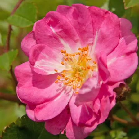 Polyantha is one of the top beautiful rose flowers