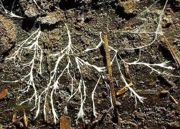 Heterotrophic Nutrition - saprophytic nutrition Heterotrophic Nutrition