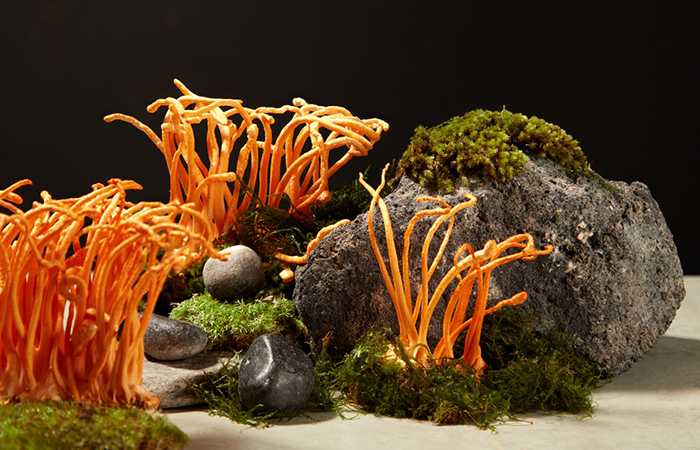 What Is Cordyceps?