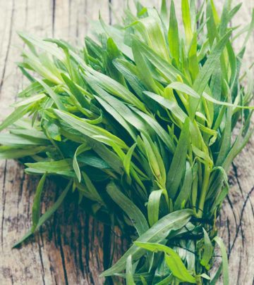 What Is Tarragon How Is It Beneficial To Your Health