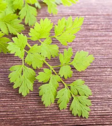 Why Chervil Is Not Just Another Weed: Benefits, Facts, And Recipes_image