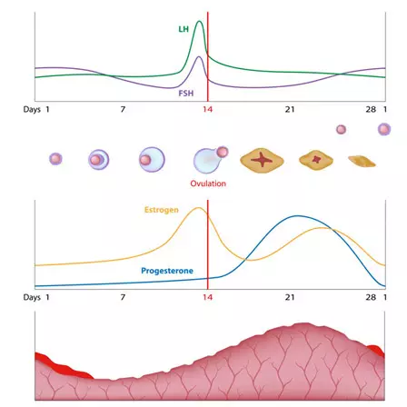 reduced levels of progesterone