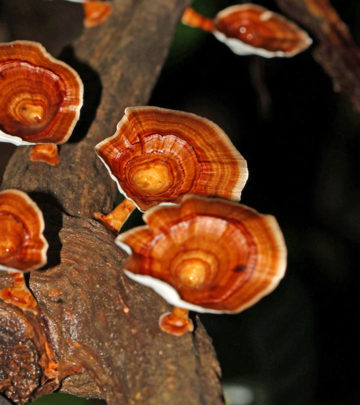 Wonderful-Benefits-Of-Reishi-For-Skin,-Hair-And-Health