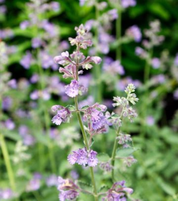 19 Wonderful Benefits Of Catnip For Skin, Hair And Health