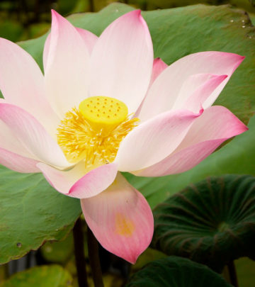 23-Amazing-Benefits-Of-Lotus-(Nelumbo-Nucifera)-For-Skin,-Hair,-And-Health