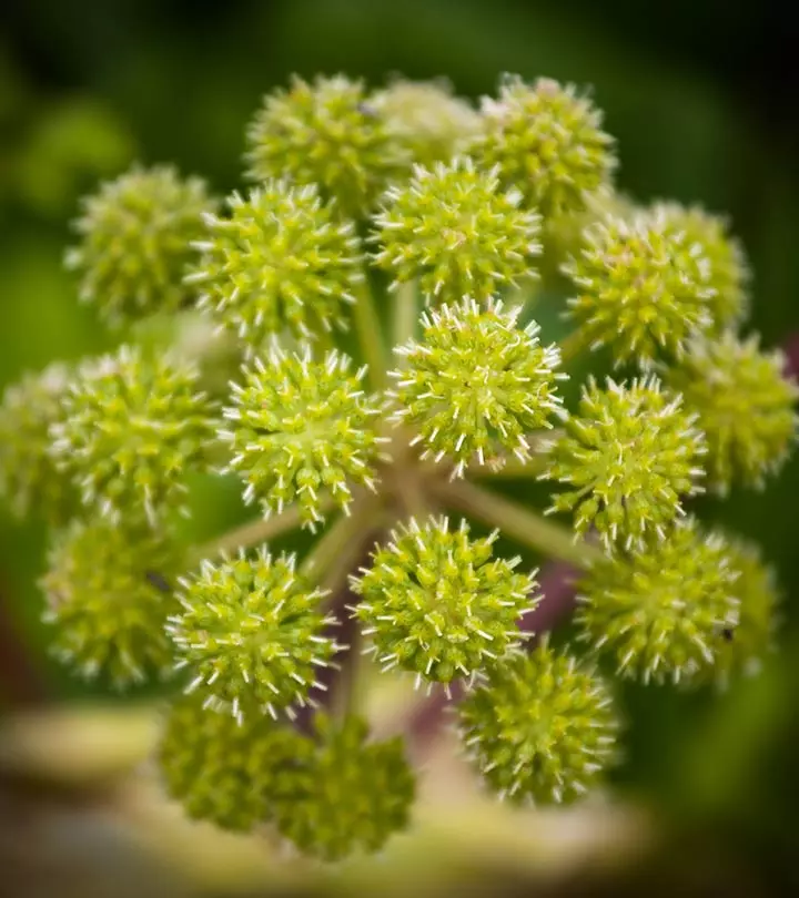 6 Surprising Benefits Of Angelica Herb For Skin, Hair And Health