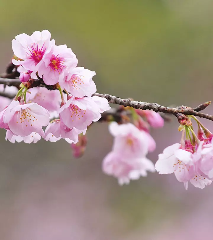 Top 15 Most Beautiful Cherry Blossom Flowers_image