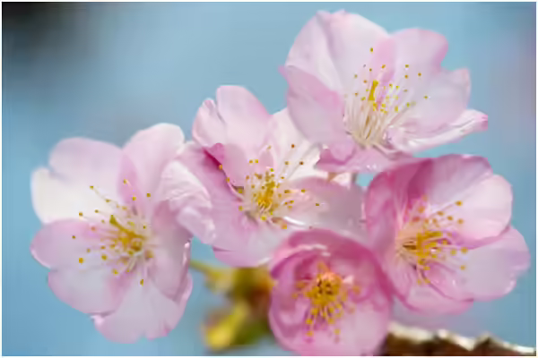 Japanese Cherry Blossom Flowers - Edo-Higanzakura Edo-Higanzakura