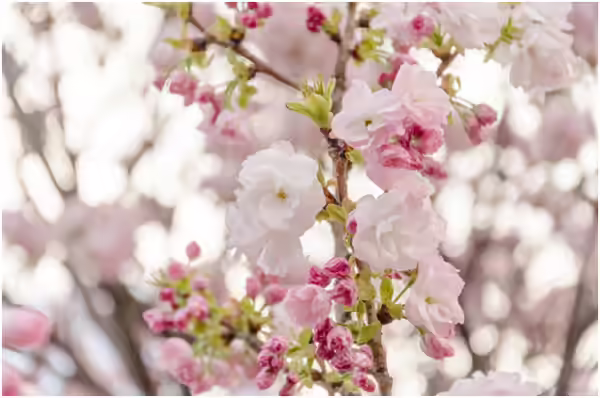 Japanese Cherry Blossom Flowers - Fugenzo Fugenzo