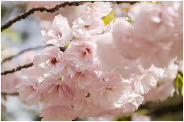 Japanese Cherry Blossom Flowers - Ichiyo Ichiyo