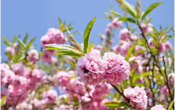 Japanese Cherry Blossom Flowers - Kikuzakura Kikuzakura