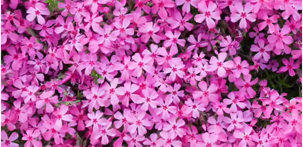 Japanese Cherry Blossom Flowers - Shibazakura Shibazakura