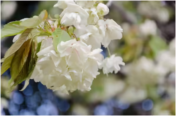 Japanese Cherry Blossom Flowers - Ukon Ukon