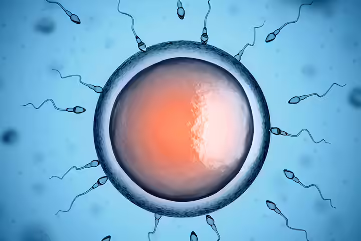 How Is Your Baby Developing During The Second Week How Is Your Baby Developing During The Second Week