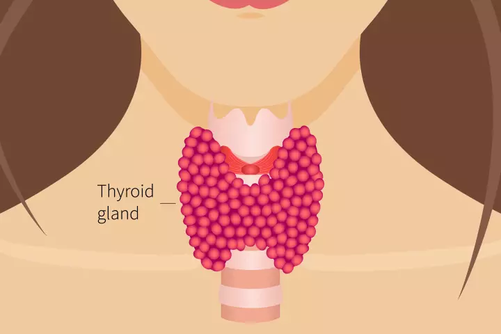 The Thyroid Gland