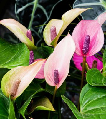 Top 15 Most Beautiful Anthurium Flowers_image