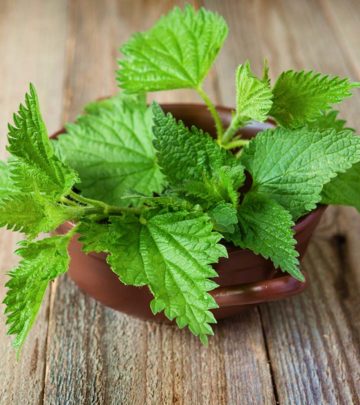 10 Strange Side Effects Of Nettle Herb