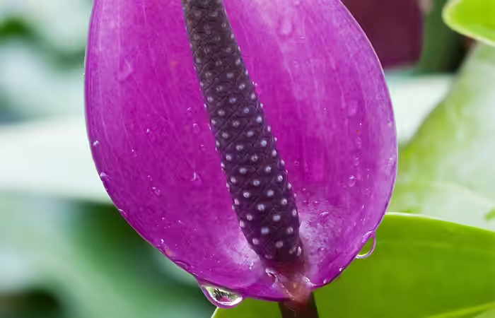 Top 15 Anthurium Flowers (5)