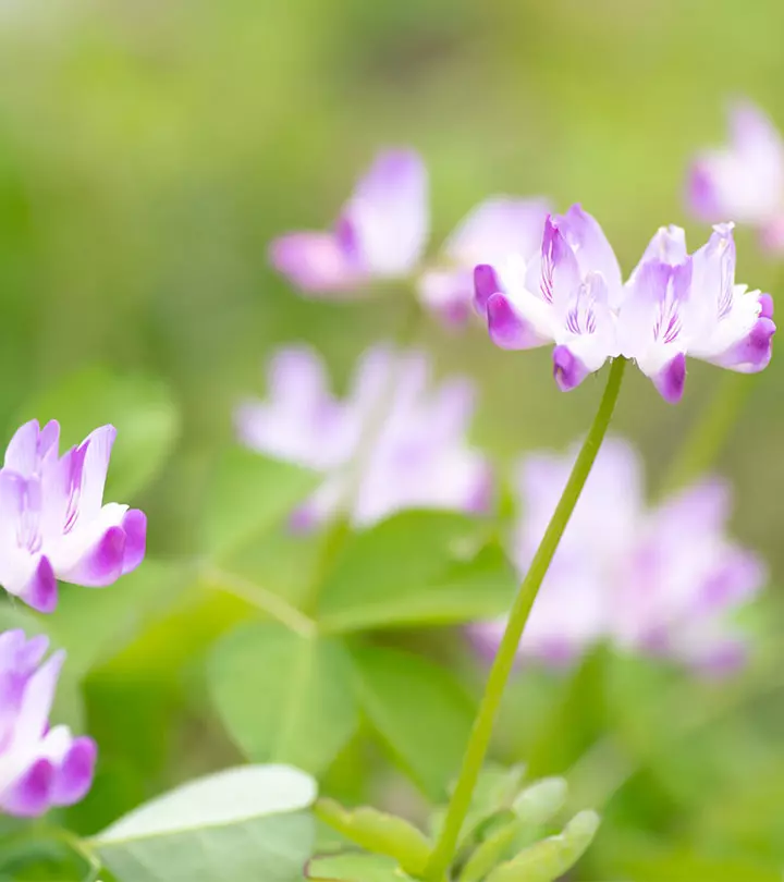 6 Serious Side Effects Of Astragalus