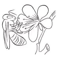 The-Flowers-And-Bees The-Flowers-And-Bees