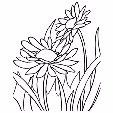 The-daisies-in-full-bloom The-daisies-in-full-bloom