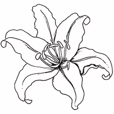 The-pretty-lily01 The-pretty-lily01
