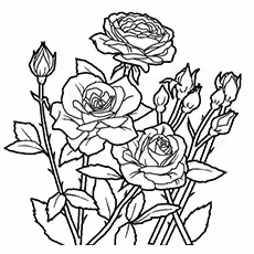 The-spring-rose The-spring-rose